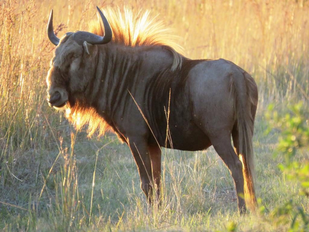 Dawsons Game Lodge Badplaas Luaran gambar